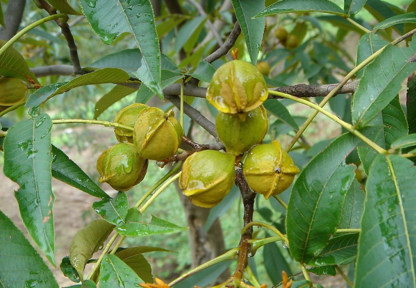 Carya cathayensis seed